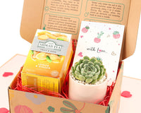 Warmest Wishes Succulent Gift Box - 1 Succulent & 1 Box of Lemon Ginger Tea, Christmas Holiday Gift Ideas