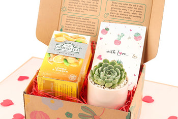 Warmest Wishes Succulent Gift Box - 1 Succulent & 1 Box of Lemon Ginger Tea, Christmas Holiday Gift Ideas