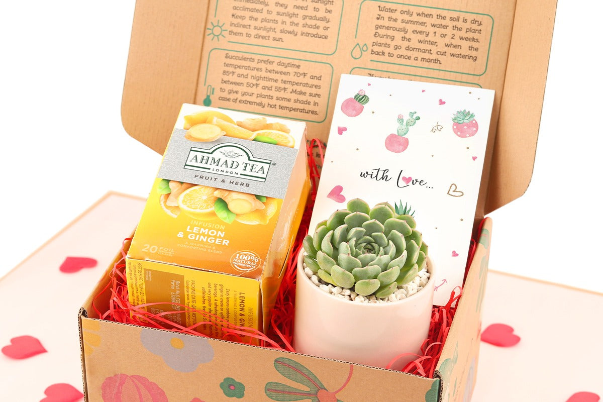 Warmest Wishes Succulent Gift Box - 1 Succulent & 1 Box of Lemon Ginger Tea, Christmas Holiday Gift Ideas