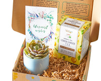 Warmest Wishes Succulent Gift Box - 1 Succulent & 1 Box of Lemon Ginger Tea, Christmas Holiday Gift Ideas