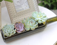 Succulent Wine Bottle Arrangement 12″ x 3″ x 4″, Succulent Home Decoration, Christmas Plant Gift