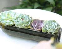 Succulent Wine Bottle Arrangement 12″ x 3″ x 4″, Succulent Home Decoration, Christmas Plant Gift