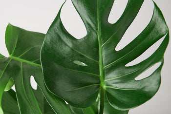 Monstera Deliciosa "Slip Leaf" - 4 inch pot