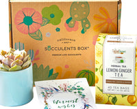 Warmest Wishes Succulent Gift Box - 1 Succulent & 1 Box of Lemon Ginger Tea, Christmas Holiday Gift Ideas