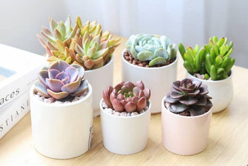 Succulents Box