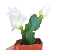 Random Color Blooming Christmas Cactus Thanksgiving Cactus, 2/4/6/8 inch Grower Plant Pot