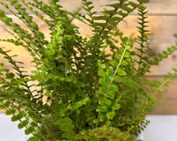 Lemon Button Fern