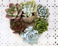 Succulent Heart Arrangement 7-inch, Succulent Gift Decor Ideas