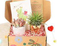 Gift Box - 1 Airplant & 1 Succulent, Live Plant Christmas Holiday Gift Ideas