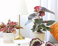 Anthurium Red Flamingo Flower, Christmas Holiday Plant Decoration