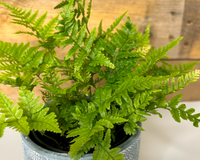 Autumn Fern