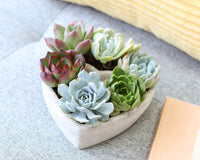 Succulent Heart Arrangement 7-inch, Succulent Gift Decor Ideas