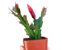 Random Color Blooming Christmas Cactus Thanksgiving Cactus, 2/4/6/8 inch Grower Plant Pot