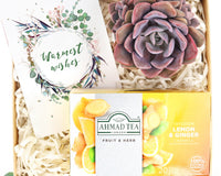 Warmest Wishes Succulent Gift Box - 1 Succulent & 1 Box of Lemon Ginger Tea, Christmas Holiday Gift Ideas