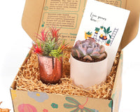 Gift Box - 1 Airplant & 1 Succulent, Live Plant Christmas Holiday Gift Ideas