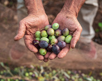 Give the gift of Italian extra virgin olive oil