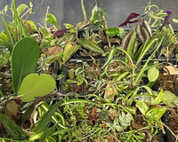 Houseplant Cuttings Variety Box (One Time Purchase)