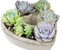 Succulent Heart Arrangement 7-inch, Succulent Gift Decor Ideas