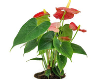 Anthurium Red Flamingo Flower, Christmas Holiday Plant Decoration