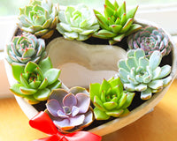 Large 9 inch Succulent Heart Arrangement, Live Succulent Gift Decor Ideas