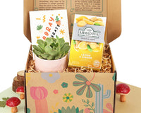 Warmest Wishes Succulent Gift Box - 1 Succulent & 1 Box of Lemon Ginger Tea, Christmas Holiday Gift Ideas