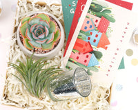 Gift Box - 1 Airplant & 1 Succulent, Live Plant Christmas Holiday Gift Ideas