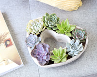 Large 9 inch Succulent Heart Arrangement, Live Succulent Gift Decor Ideas