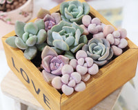 Succulent Arrangement Centerpiece Rectangle Wooden Planter 10″ x 3.5″ x 3″