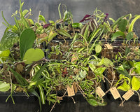 House Plant Cuttings Variety Box