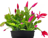 Random Color Blooming Christmas Cactus Thanksgiving Cactus, 2/4/6/8 inch Grower Plant Pot