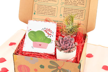 Gift Box - 1 Airplant & 1 Succulent, Live Plant Christmas Holiday Gift Ideas