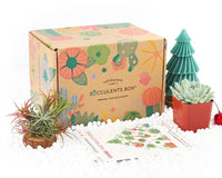 Succulents Box