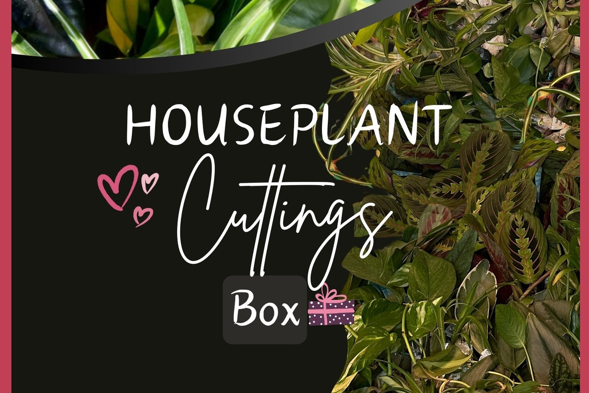 House Plant Cuttings Variety Box