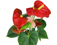 Anthurium Red Flamingo Flower, Christmas Holiday Plant Decoration