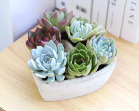 Succulent Heart Arrangement 7-inch, Succulent Gift Decor Ideas