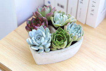 Succulent Heart Arrangement 7-inch, Succulent Gift Decor Ideas