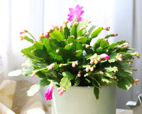 Random Color Blooming Christmas Cactus Thanksgiving Cactus, 2/4/6/8 inch Grower Plant Pot