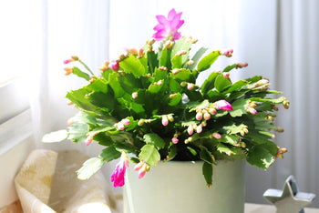 Random Color Blooming Christmas Cactus Thanksgiving Cactus, 2/4/6/8 inch Grower Plant Pot