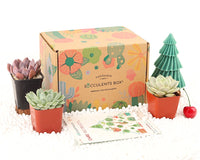 Succulents Box