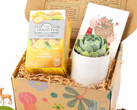 Warmest Wishes Succulent Gift Box - 1 Succulent & 1 Box of Lemon Ginger Tea, Christmas Holiday Gift Ideas