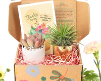 Gift Box - 1 Airplant & 1 Succulent, Live Plant Christmas Holiday Gift Ideas