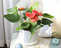 Anthurium Red Flamingo Flower, Christmas Holiday Plant Decoration