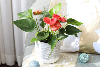 Anthurium Red Flamingo Flower, Christmas Holiday Plant Decoration