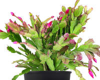 Random Color Blooming Christmas Cactus Thanksgiving Cactus, 2/4/6/8 inch Grower Plant Pot