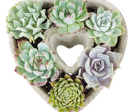 Succulent Heart Arrangement 7-inch, Succulent Gift Decor Ideas