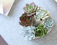 Succulent Heart Arrangement 7-inch, Succulent Gift Decor Ideas