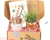 Gift Box - 1 Airplant & 1 Succulent, Live Plant Christmas Holiday Gift Ideas