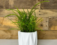 Lemon Button Fern