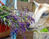 Wild Abundance Box