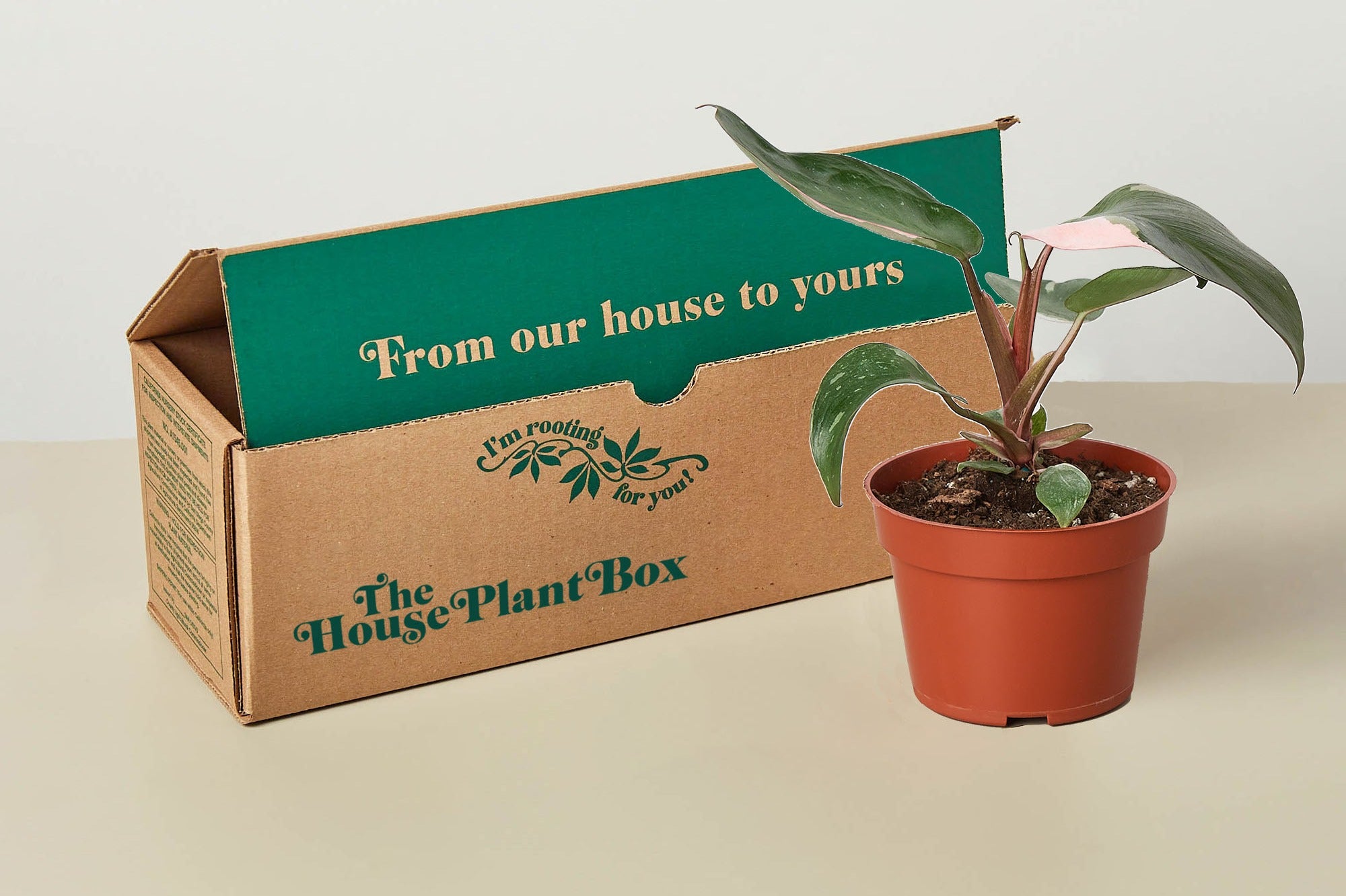 Rare House Plant Box - Cratejoy